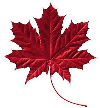 Crimson maple leaf