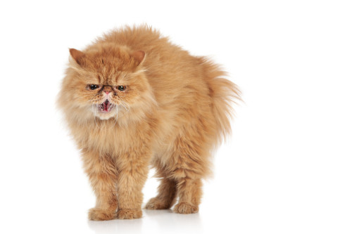Angry Persian cat on a white background