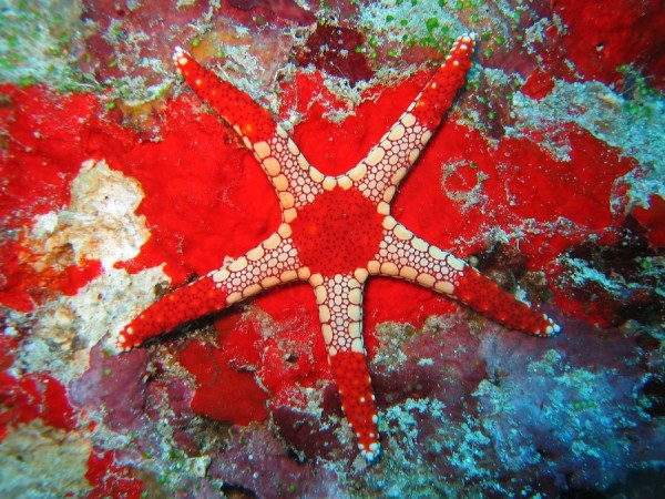 necklace-starfish