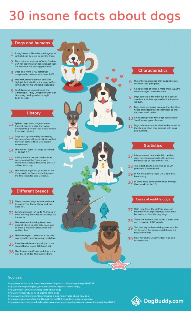 DogBuddy-Insane-Facts-About-Dogs-630x1024