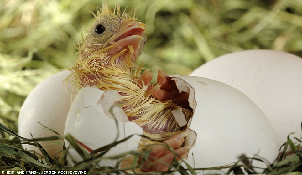 Hatching eggs. Утёнок утёнок вылупляется из яйца. Вылупление цыпленка из яйца. Птенчик вылупляется из яйца. Цыпленок вылупляется.
