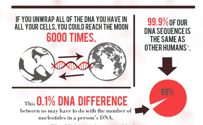 facts about nucleic acids