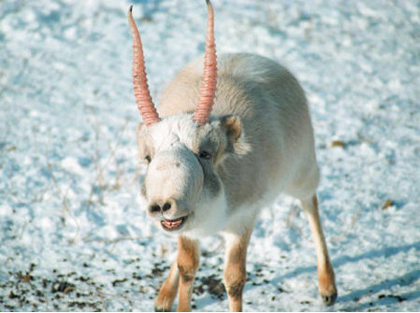 Worlds-Weirdest-Mammals-Saiga-Antelope