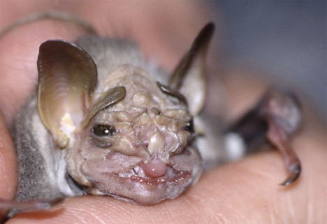 Worlds-Weirdest-Mammals-Wrinkle-Faced-Bat