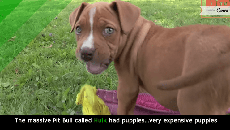Can You Travel With Dog That Just Had Puppies Can You Travel With Dog That Just Had Puppies