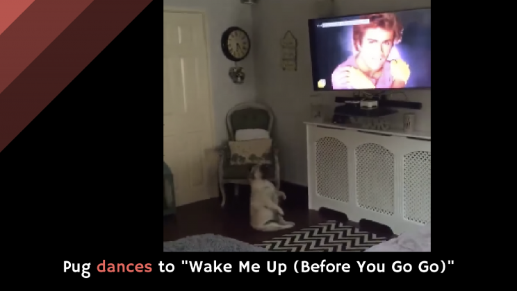 pug to wham pug dances to quot me up before you go go quot alltop viral pug to wham pug dances to quot me up before you go go quot alltop viral