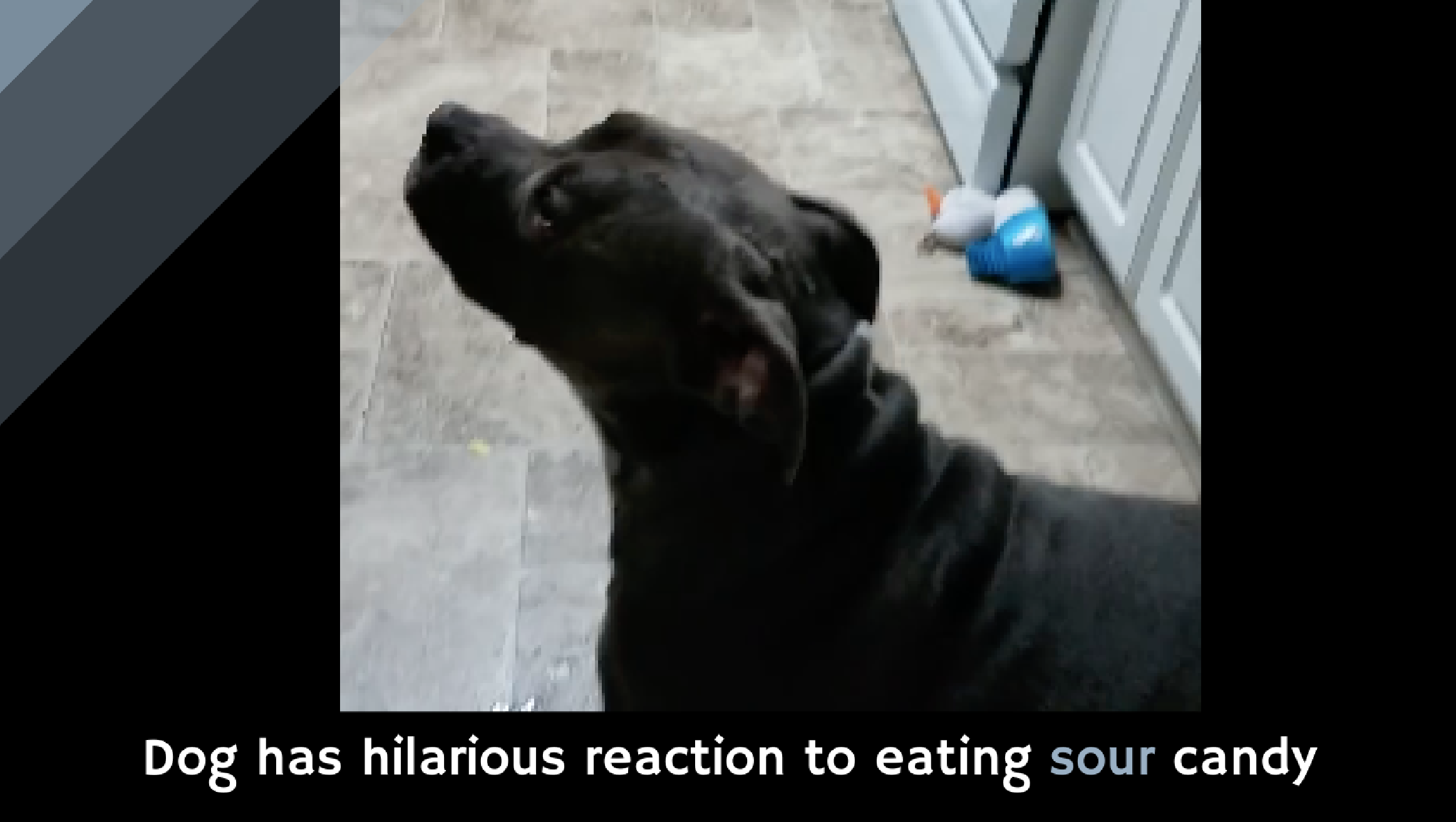 can dogs eat sour has hilarious reaction to sour alltop viral can dogs eat sour has hilarious reaction to sour alltop viral